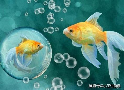 哪一種魚最好養|【養什麼魚】新手養魚不踩雷！魚缸入門指南：6種最適合新手養。